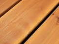 redwood1